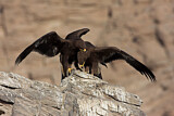 Image. Greater Spotted Eagle