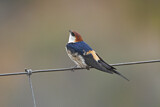 Image. Greater Striped Swallow