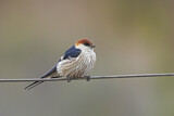 Image. Greater Striped Swallow