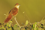 Image. Greater Thornbird