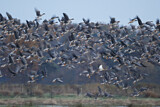 Image. Greater White-fronted Goose & Taiga Bean Goose & Egyptian Goose