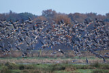 Image. Greater White-fronted Goose & Taiga Bean Goose & Egyptian Goose