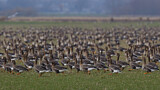 Image. Greater White-fronted Goose & Taiga Bean Goose & Greylag Goose