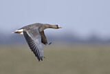 Image. Greater White-fronted Goose