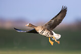 Image. Greater White-fronted Goose