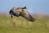 Image. Greater White-fronted Goose