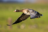 Image. Greater White-fronted Goose