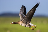 Image. Greater White-fronted Goose