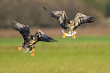 Image. Greater White-fronted Goose