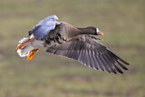 Image. Greater White-fronted Goose