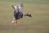 Image. Greater White-fronted Goose