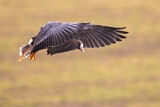 Image. Greater White-fronted Goose