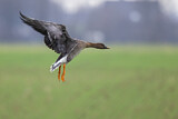 Image. Greater White-fronted Goose