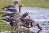 Image. Greater White-fronted Goose