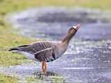 Image. Greater White-fronted Goose