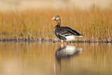 Image. Greater White-fronted Goose