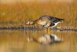 Image. Greater White-fronted Goose