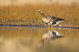 Image. Greater White-fronted Goose
