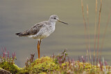 Image. Greater Yellowlegs