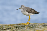 Image. Greater Yellowlegs