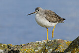 Image. Greater Yellowlegs