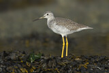 Image. Greater Yellowlegs