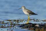Image. Greater Yellowlegs