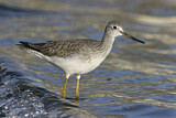 Image. Greater Yellowlegs