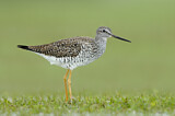 Image. Greater Yellowlegs