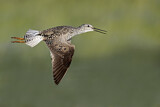 Image. Greater Yellowlegs