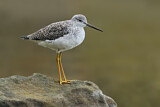 Image. Greater Yellowlegs