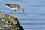 Image. Greater Yellowlegs