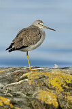Image. Greater Yellowlegs