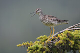 Image. Greater Yellowlegs