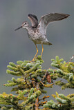 Image. Greater Yellowlegs