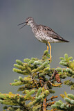 Image. Greater Yellowlegs