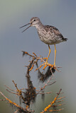 Image. Greater Yellowlegs
