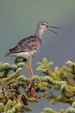 Image. Greater Yellowlegs
