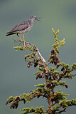 Image. Greater Yellowlegs