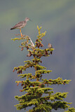 Image. Greater Yellowlegs