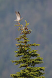 Image. Greater Yellowlegs