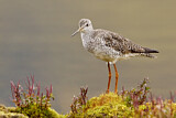 Image. Greater Yellowlegs