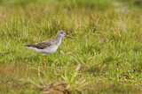 Image. Greater Yellowlegs