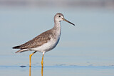 Image. Greater Yellowlegs