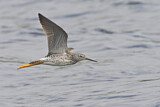 Image. Greater Yellowlegs