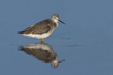 Image. Greater Yellowlegs
