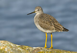 Image. Greater Yellowlegs