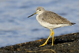 Image. Greater Yellowlegs