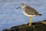 Image. Greater Yellowlegs