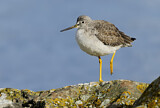 Image. Greater Yellowlegs
